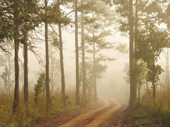 Fototapeta Droga w mglistym lesie